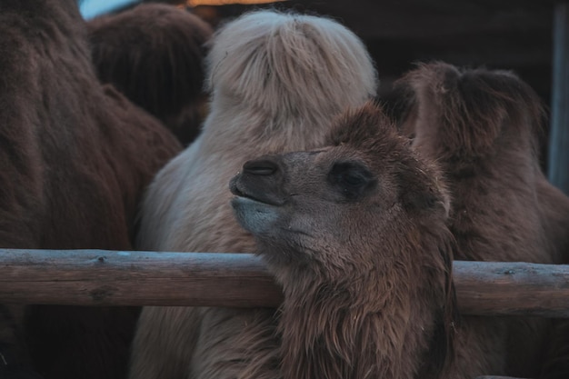 Un groupe de chameaux mange dans le contexte d'un paysage enneigé et d'une ferme Voyage à l'ethnopark Nomad Région de Moscou Russie