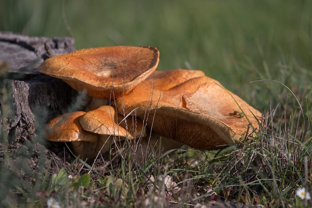 Groupe de champignons bruns