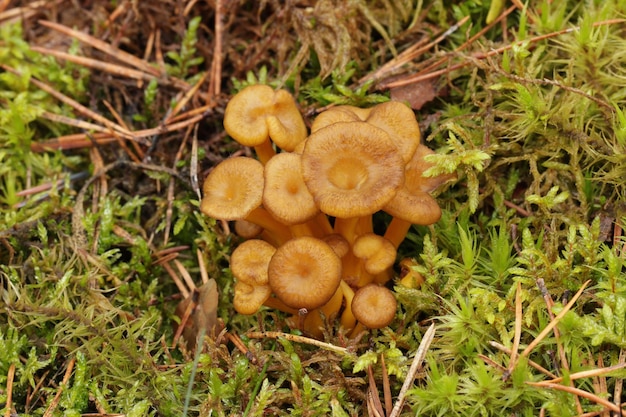 Un groupe de champignons chanterelle d'entonnoir comestibles sauvages pousse dans la forêt