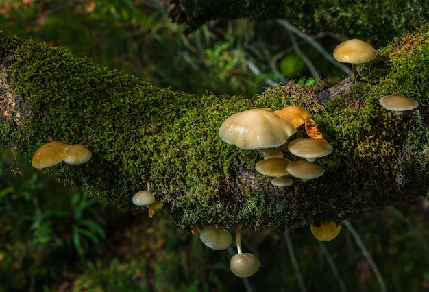 Photo un groupe de champignons coincé dans un coffre