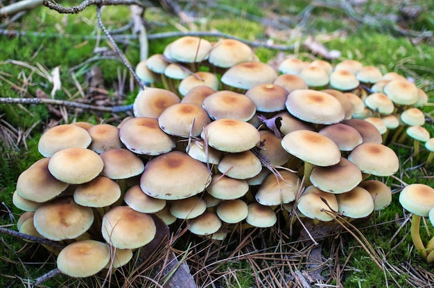 Un groupe de champignons dans la forêt sur le sol de la forêt Aiguilles de pin mousse