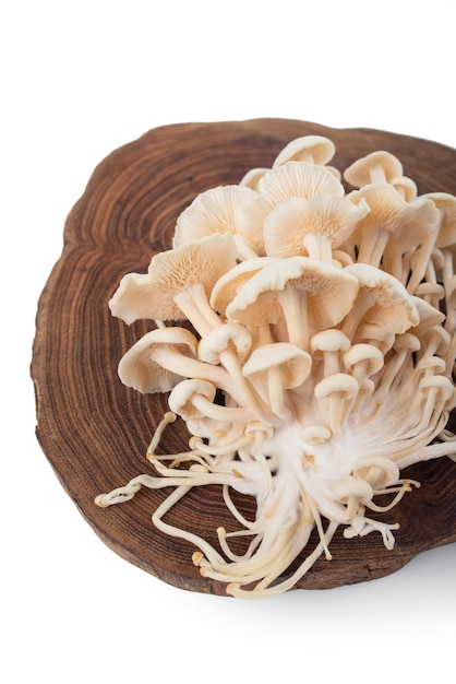 groupe champignons d'hiver enokitake champignon enoki blanc