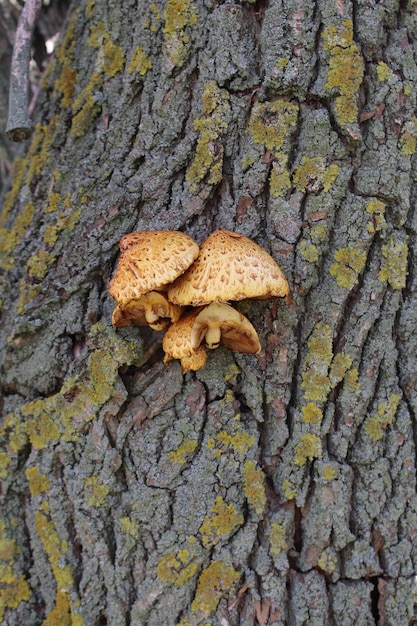 Photo un groupe de champignons poussant sur un arbre