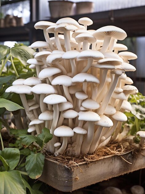 Photo un groupe de champignons poussant dans une boîte en bois