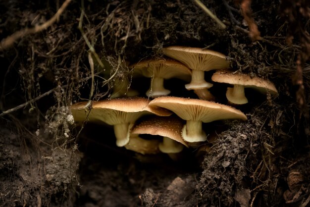 Groupe de champignons poussant parmi les racines des arbres tombés