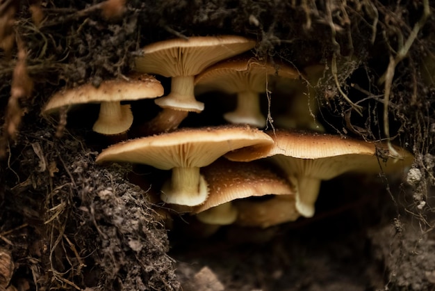 Groupe de champignons poussant parmi les racines des arbres tombés