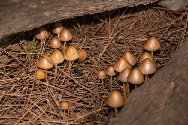 Un groupe de champignons poussent sur un rondin