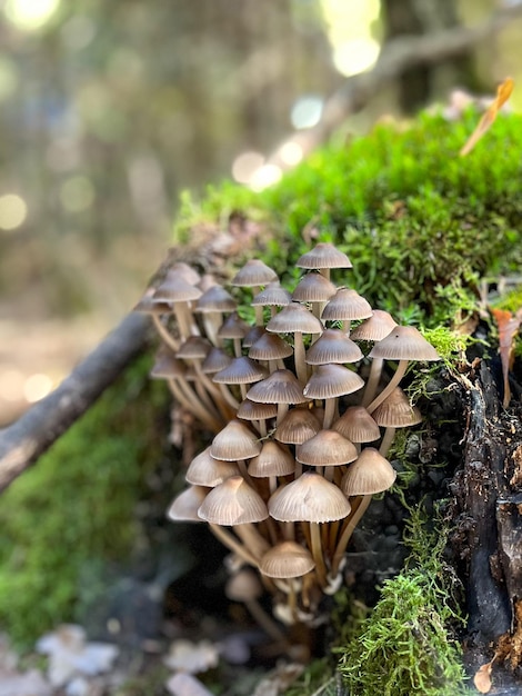 Un groupe de champignons sur un rondin avec de la mousse en automne