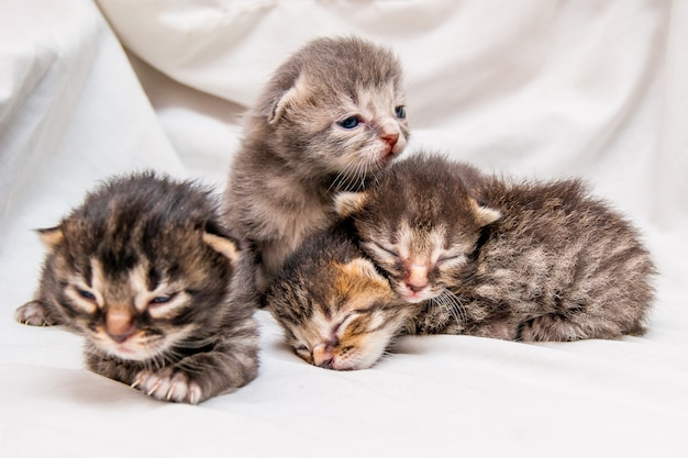 Groupe de chatons nouveau-nés. Aveugles petits chatons mignons attendent maman_