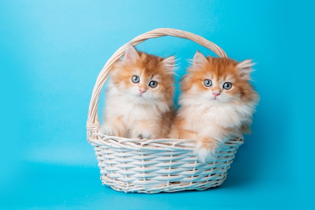 Un groupe de chatons pelucheux dans un panier sur un fond bleu