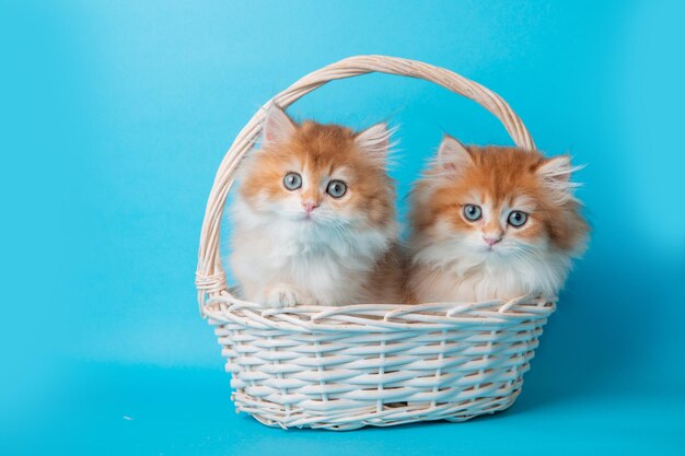 Un groupe de chatons pelucheux dans un panier sur un fond bleu