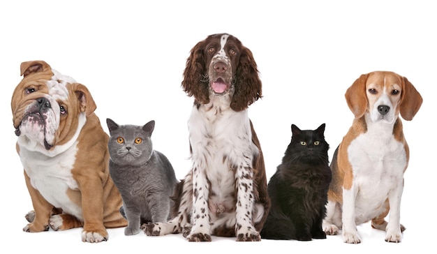 Groupe de chats et de chiens
