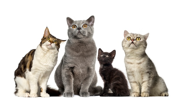 Groupe de chats devant un mur blanc