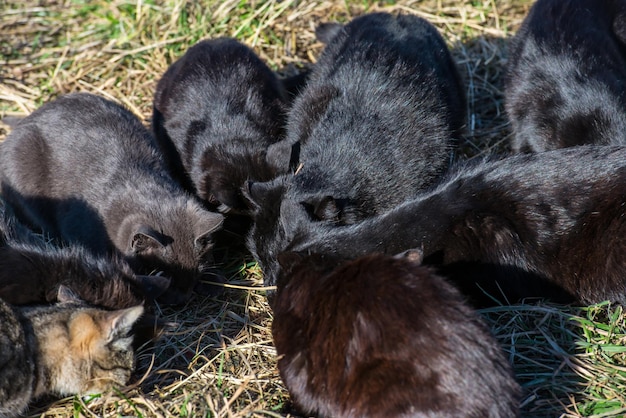 Groupe de chats noirs mangeant au sol avec de l'herbe verte