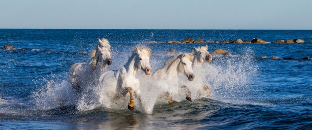 Un groupe de chevaux blancs de Camargue courant dans l'eau