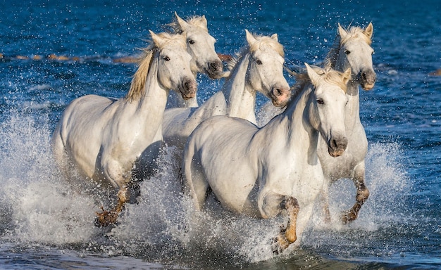 Un groupe de chevaux blancs de Camargue courant dans l'eau