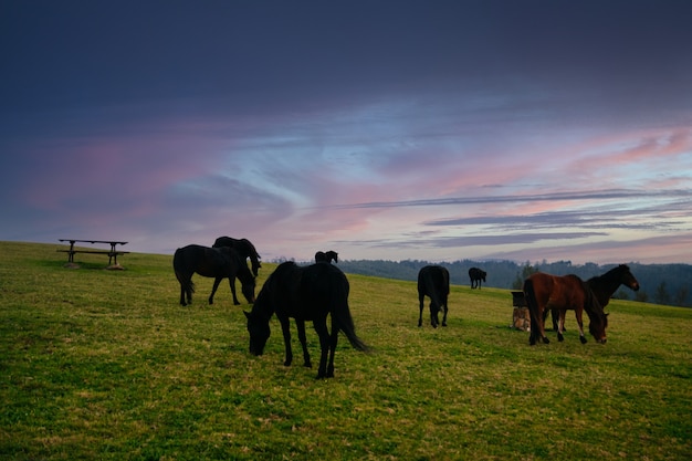 Groupe de chevaux noirs au pâturage mangeant de l'herbe