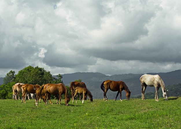 Groupe de chevaux et poulains paissant dans les pâturages au jour d'été