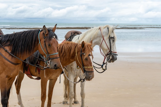 Un groupe de chevaux de profil sur la plage de Trancoso à Bahia