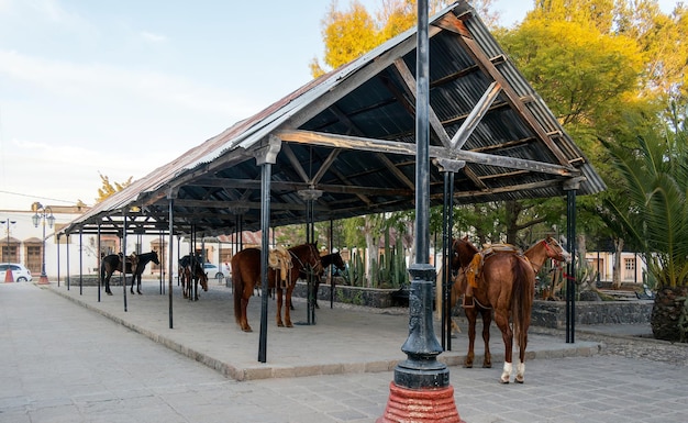 Un groupe de chevaux de selle attachés à un toit d'une ville mexicaine