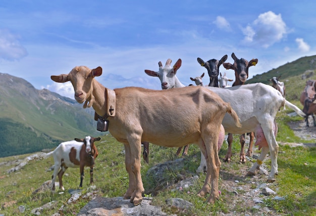 Groupe de chèvres de troupeau alpin dans la caméra à haute montagne