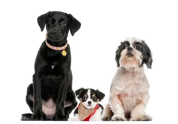 Groupe de chiens assis ensemble, isolé sur blanc