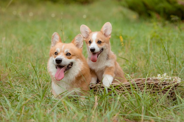 Un groupe de chiens corgi en promenade en été