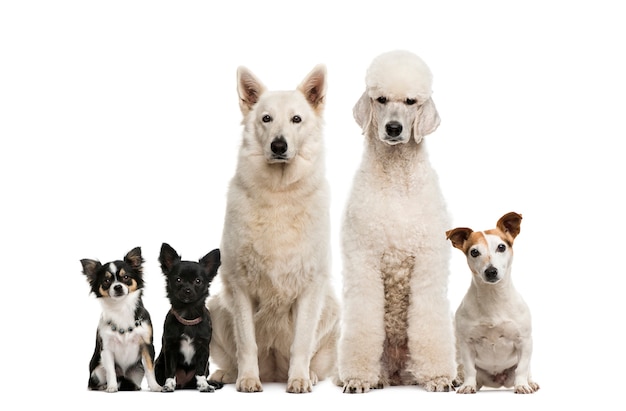 Groupe de chiens devant un mur blanc