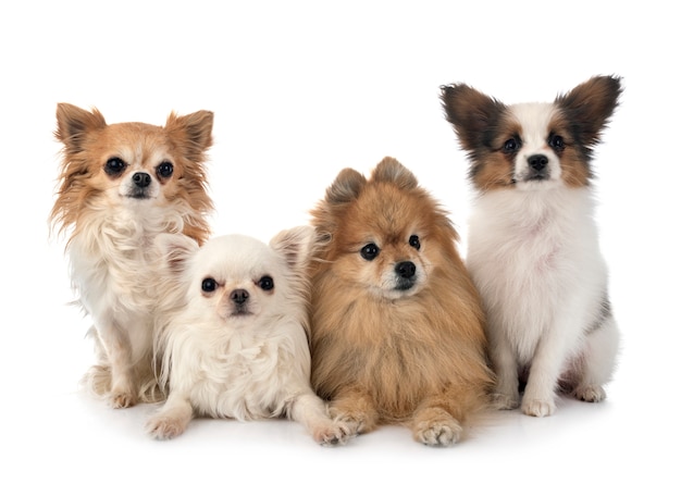 groupe de chiens sur fond blanc