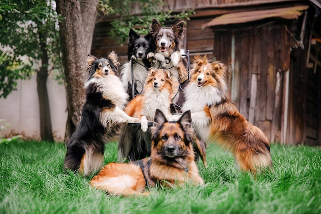 Groupe de chiens jouant ensemble