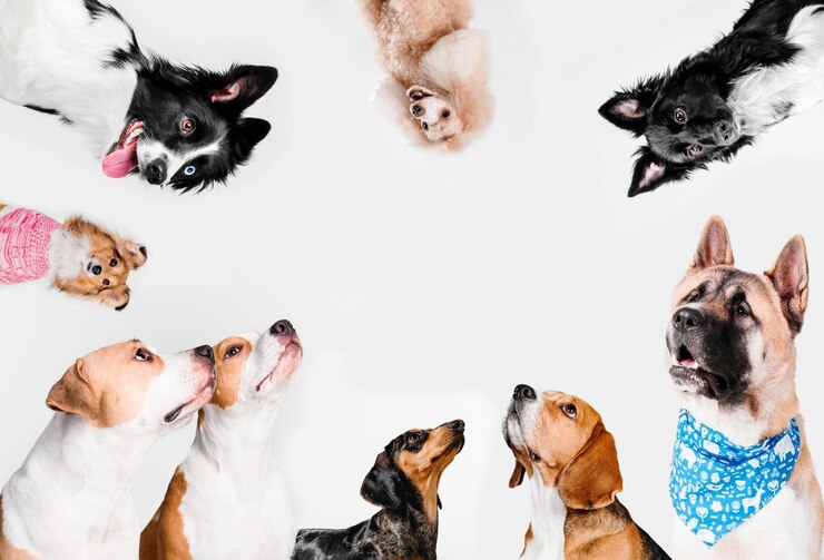 Un groupe de chiens regarde la caméra.