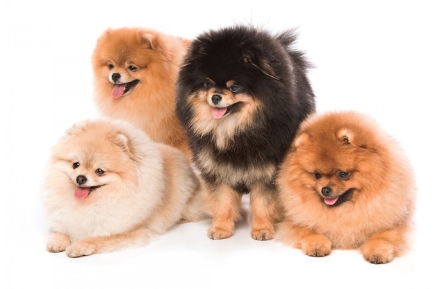 Groupe de chiens spitz de Poméranie