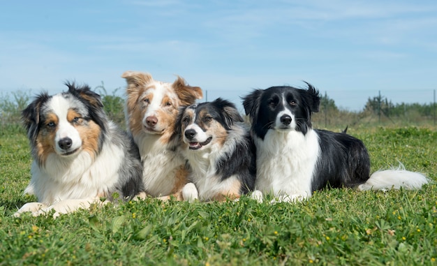 Groupe de chiens