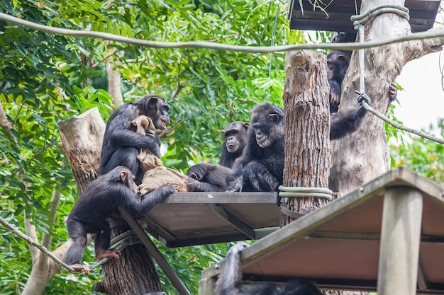 Groupe de chimpanzés assis ensemble