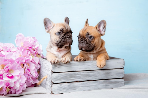 Un groupe de chiots bouledogue français dans un panier sur fond bleu avec des fleurs de printemps