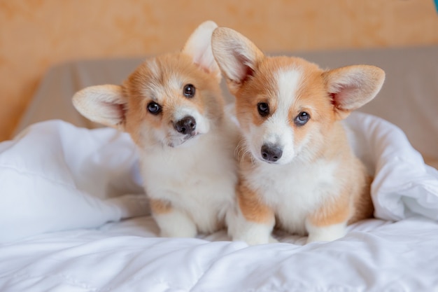 groupe de chiots corgi gallois sur le lit sous la couverture dans la chambre