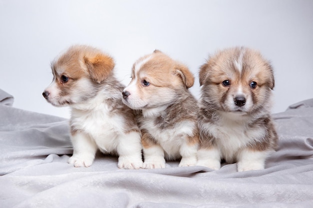 Un groupe de chiots corgi gallois mignons