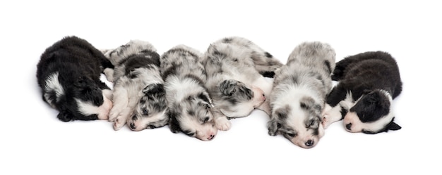 Groupe de chiots croisés dormant dans une rangée isolated on white