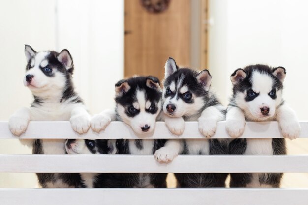 Un groupe de chiots de husky sibériens mignons et enjoués jouent à la maison.