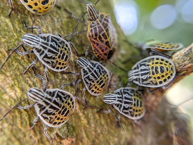 Un groupe de cinq bogues sont sur un arbre