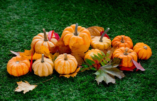 Groupe de citrouilles avec des feuilles sur la pelouse verte