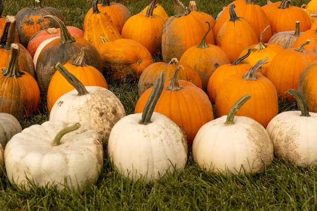 Un groupe de citrouilles sont alignés sur l'herbe.