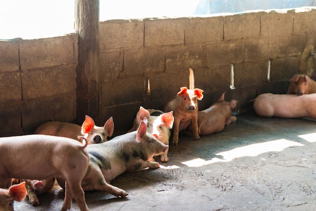 Groupe de cochon dormant manger dans la ferme.