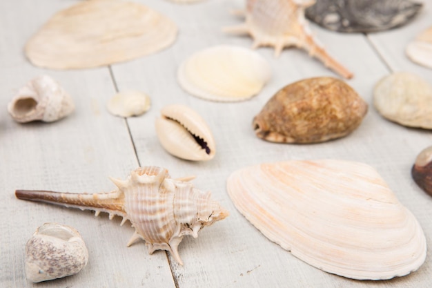 Le groupe de coquillages sur fond de bois blanc