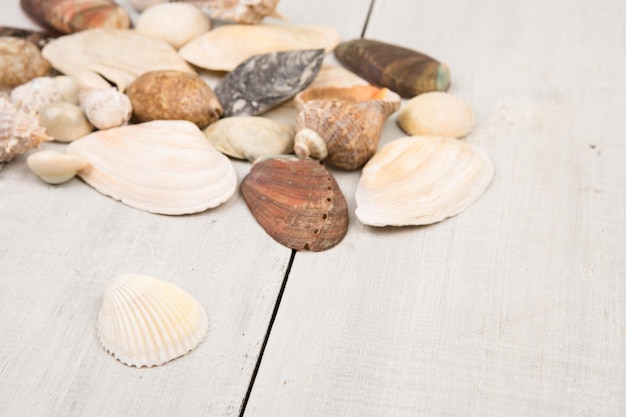 Le groupe de coquillages sur fond de bois blanc