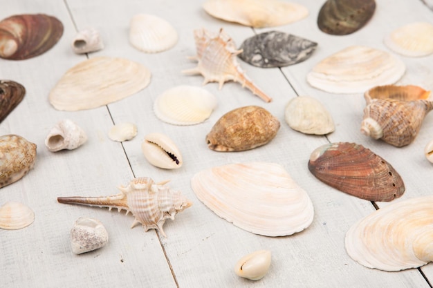 Le groupe de coquillages sur fond de bois blanc