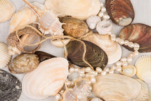 Le groupe de coquillages et de perles sur fond de bois blanc