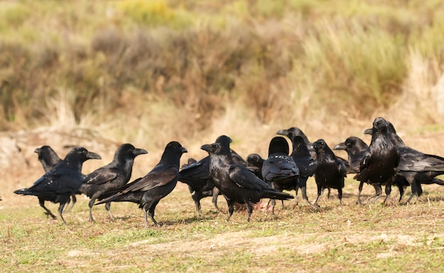 Groupe de corbeaux noirs