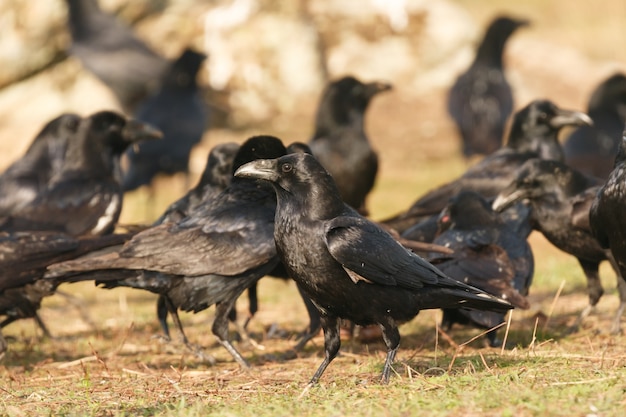 Groupe de corbeaux noirs