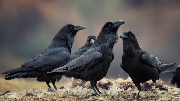 Un groupe de corbeaux se tient sur le sol